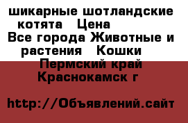 шикарные шотландские котята › Цена ­ 15 000 - Все города Животные и растения » Кошки   . Пермский край,Краснокамск г.